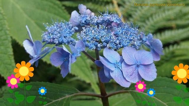 Гортензия пильчатая. Краткий обзор, описание характеристик hydrangea serrata veerle смотреть онлайн