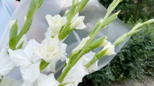 Букет из 5 белых гладиолусов