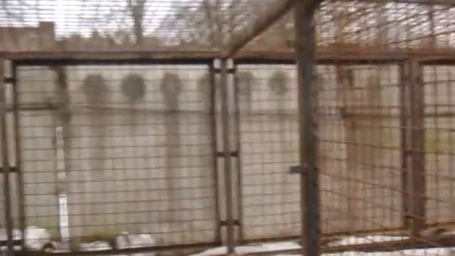 Вольер - осталось постелить бетон и поставить берлогу