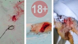 Страшная зима 2019 года / Волки хозяйничают в поселке рвут собак