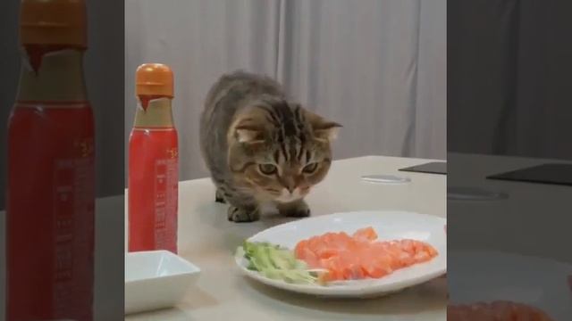 Что любит кот? смотреть онлайн