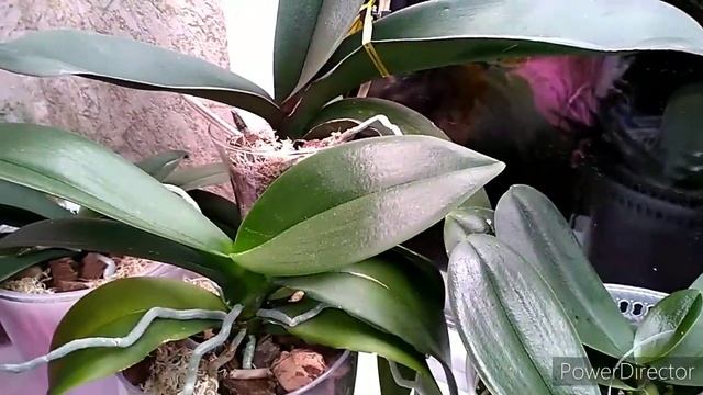 #Орхидеи, подготовка к зиме? захотела грибов и набрала... ? смотреть онлайн