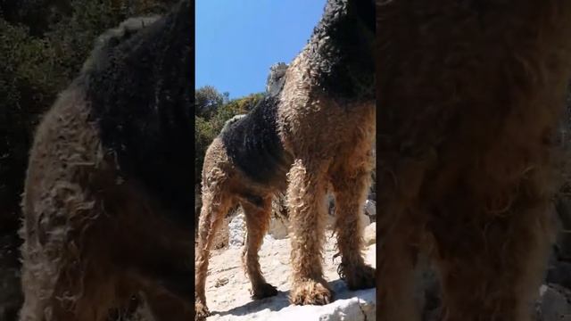 Кушадасы, Турция. Адагёль (Adagol ). Крутое место для пикника и отдыха #shorts смотреть онлайн