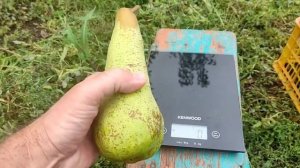 Груша Аббат Фетель