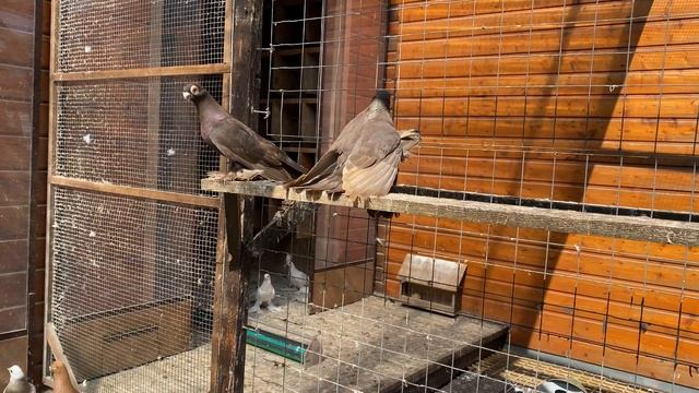 Голуби Tauben Pigeons Viktor Herzog 2 Часть смотреть онлайн