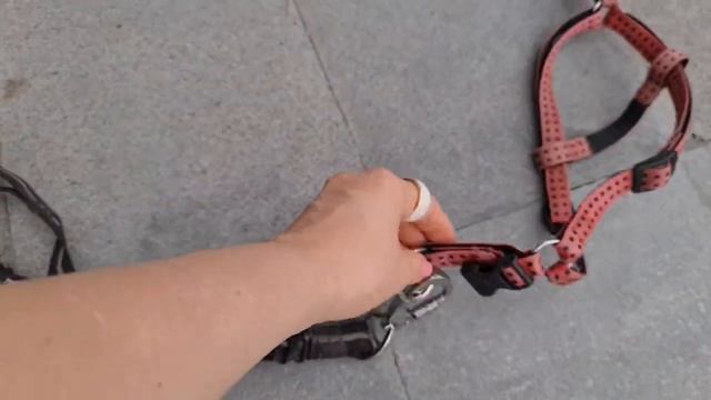 Осень, шпиц и пудель. Обзор шлеек смотреть онлайн