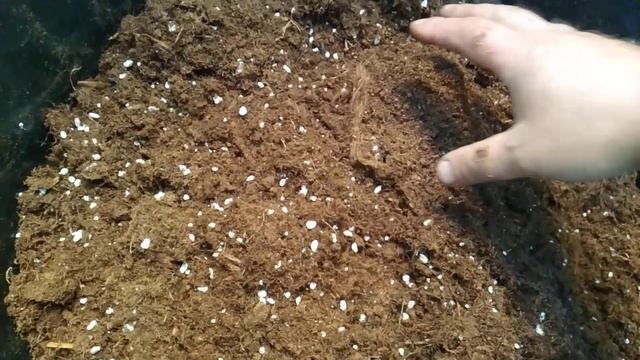 Рост корней голубики за лето в верховом торфе за 3,5 месяца 16:09:2023г. смотреть онлайн