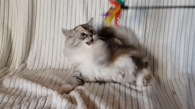 O'Kinder (Origami), 11 semaines ❤ смотреть онлайн