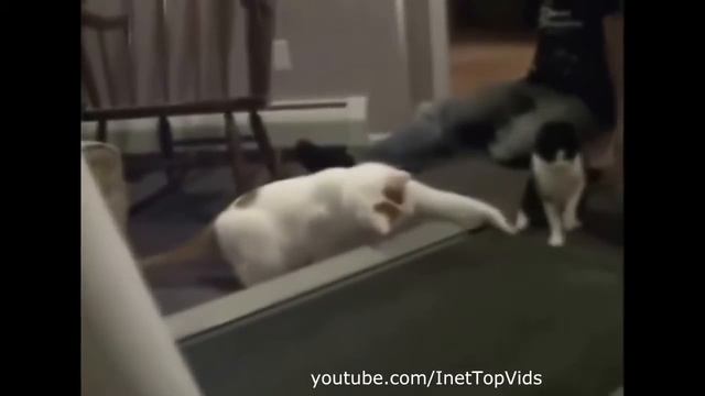 Удивительные Смешные и Забавные Кошки Смотреть Всем^11 смотреть онлайн