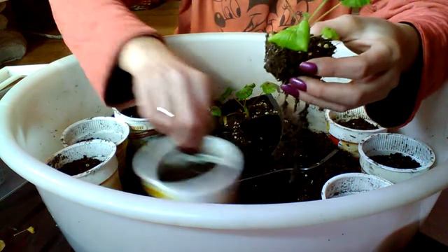 Пеларгония .Вторая пикировка. смотреть онлайн