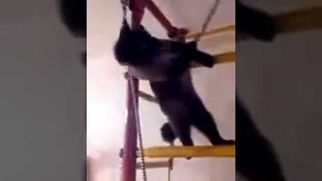 Говорящий кот Симон (меконгский бобтейл) смотреть онлайн