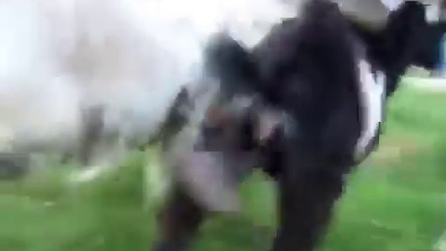 Козёл с большими яйцами размахивая бегает, дин, динь смотреть онлайн