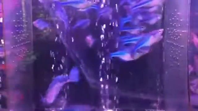 Бирюзовая радужница смотреть онлайн