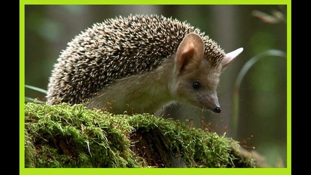 Ушастый ёжик из Красной книги. смотреть онлайн