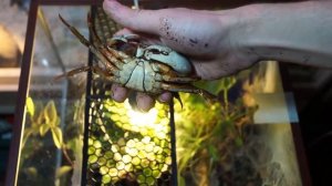 Определение пола Радужного краба Cardisoma Armatum