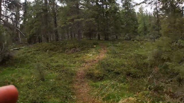 Путешествие в национальный парк Паанаярви. Август 2020. Часть вторая. смотреть онлайн