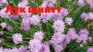 Лук шнитт (Лук скорода). Первая зелень на грядках.
