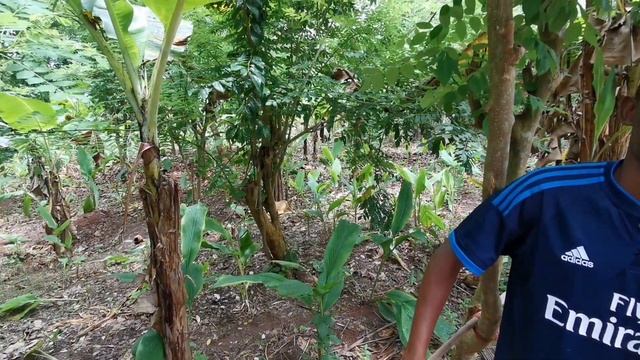 ПРЯНОСТИ НА ЗАНЗИБАРЕ. ПОЧТИ ВСЕ, КОТОРЫЕ МЫ УПОТРЕБЛЯЕМ В ПИЩУ смотреть онлайн