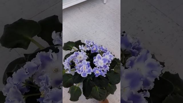 Фиалка ЕК-Снег и Небо смотреть онлайн