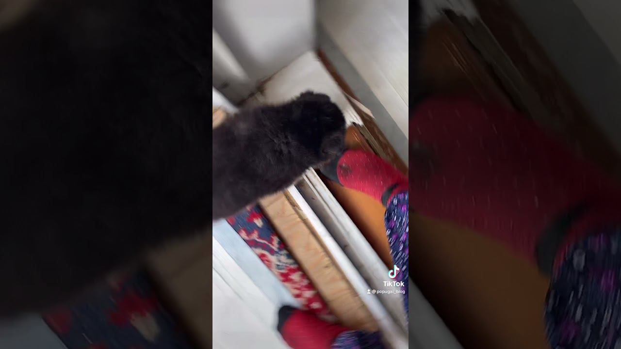 Das GaVto . Локки в главной роли. смотреть онлайн