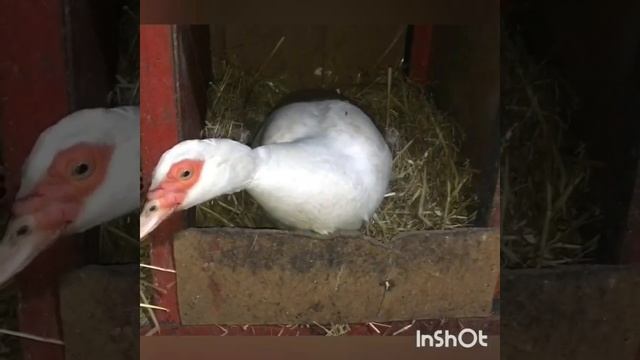 Утка села на гнездо, а вылупятся не утята? смотреть онлайн