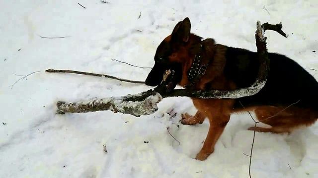 ЗИМНИЕ ЗАБАВЫ БАРСА