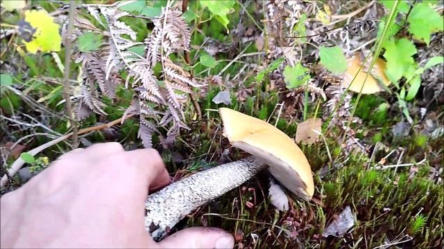 Памяти друга. За подосиновиками в мелколесье. смотреть онлайн