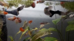 Гуппи, аквариумные рыбки. Содержание и разведение.