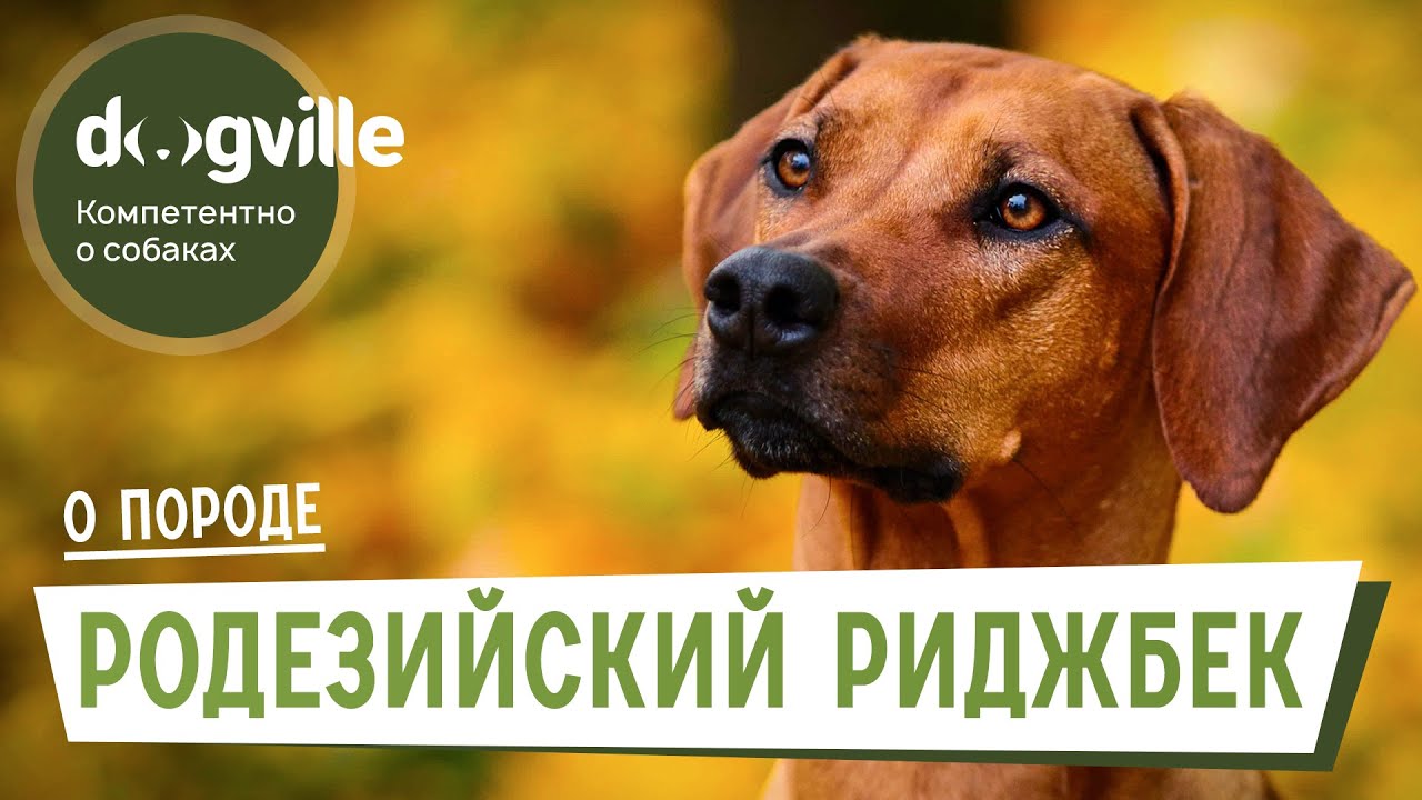Родезийский Риджбек - О породе - Как выбрать щенка? смотреть онлайн
