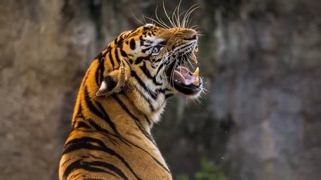 Тигрица Доверилась Девушке! Позволив Помочь Ей! смотреть онлайн