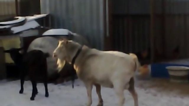 Признаки охоты у коз или как хотят козы... смотреть онлайн