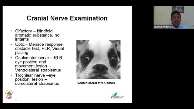 Hatvet's Webinar on Small Animal Neurology By Dr. K. Jeyaraja - Part 1 смотреть онлайн
