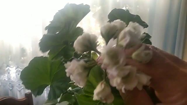 Цветут пеларгонии.Снова обман и разочарование смотреть онлайн