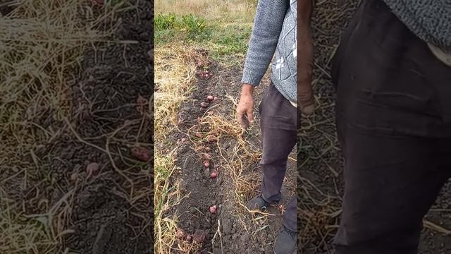 Сорт шарвари пирошка и сарпомира. Урожай 2022. смотреть онлайн