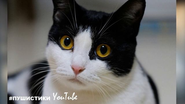 «По-ли-ци-и-я! Меня похитили!» - орала кошка Мыша