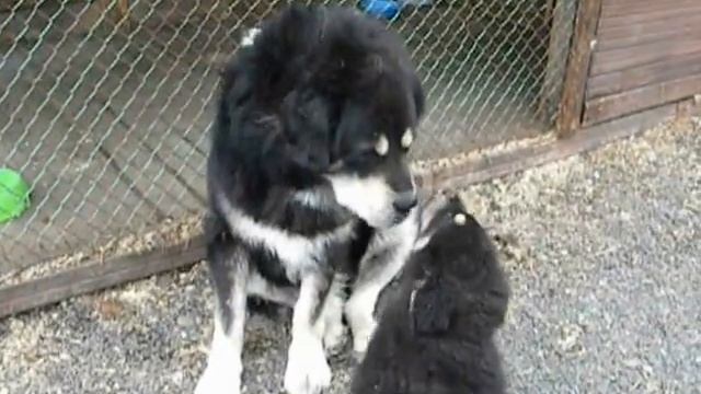 Кроха сын к отцу пришел..avi смотреть онлайн