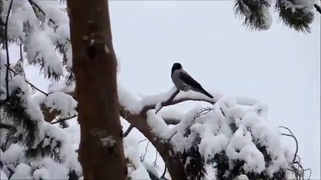 "Снежная, нежная сказка зимы", Апалькова Лидия, г. Донецк, 865121 смотреть онлайн