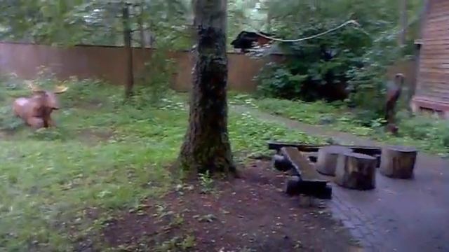 Лосиный остров. смотреть онлайн