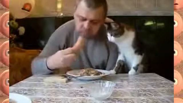 Кот попрошайка! Смешные животные!