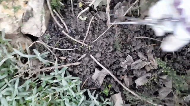 ЭТИ МНОГОЛЕТНИКИ СТОИТ УКРЫТЬ В ЗИМУ. ОБРИЕТА. ГВОЗДИКА.ЯСКОЛКА. АРАБИС. ХВОЙНИКИ И БАРБАРИС. смотреть онлайн