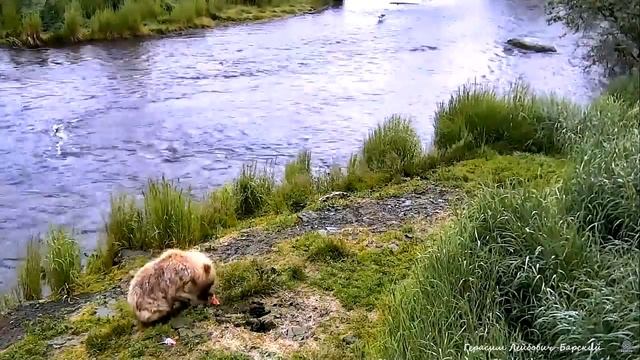 WildLife Alaska Медвежата переходят на рыбную диету, Катмай Baby bears switch to fish diet in Katma смотреть онлайн