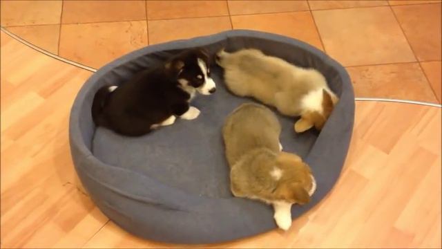 Детский сад для корги смотреть онлайн