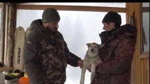 Зверовые щенки лайки. Воспитание и подготовка