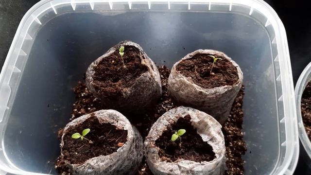 Обзор рассады цветов и растений на 19.01.2023. смотреть онлайн