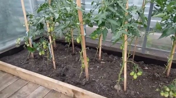 Обработка перцев. Прищипывание перцев. Мой опыт. Наблюдение. Смотрим до конца - там сравнение.