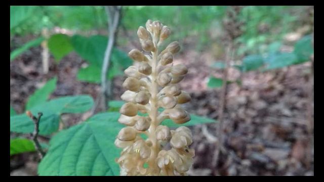 The Bird's Nest Orchid (Neottia nidus avis), Stewarton, East Ayrshire смотреть онлайн