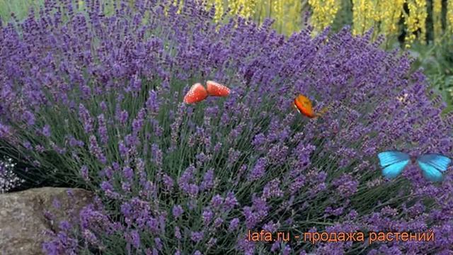 Лаванда узколистная Хидкот (hidcote) ? обзор: как сажать, рассада лаванды Хидкот смотреть онлайн