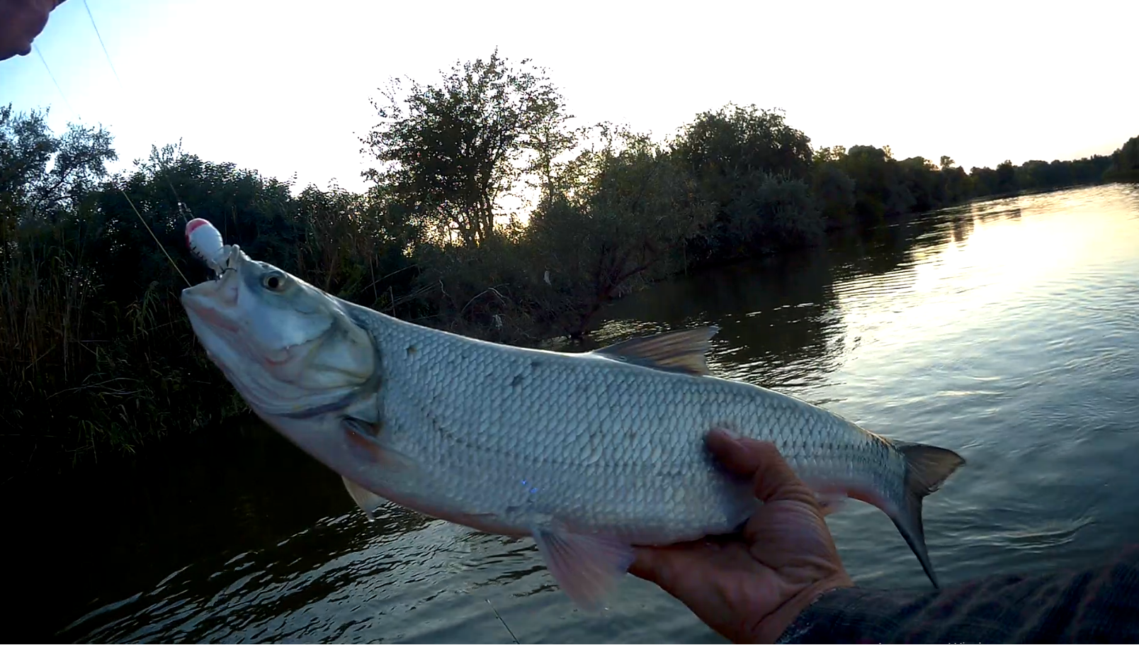 Отличная поверхностная приманка. воблер квокер с вращающимся хвостом
