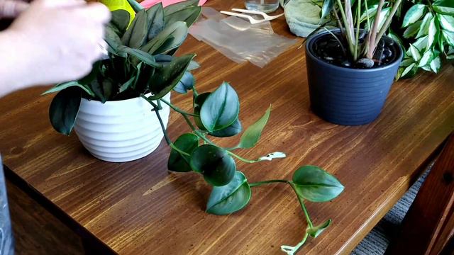 Scindapsus Treubii Moonlight- Wash And Talk