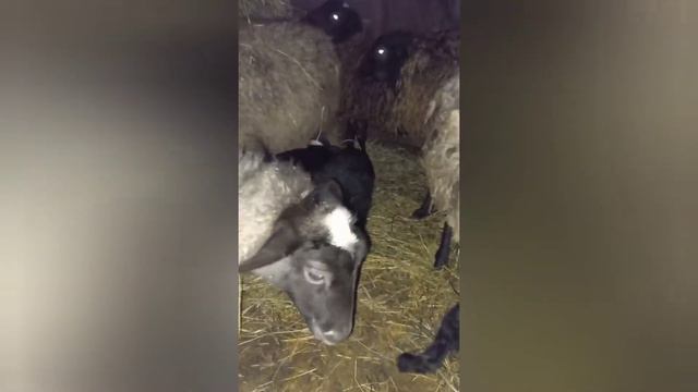 пополнение в нашем хозяйстве смотреть онлайн